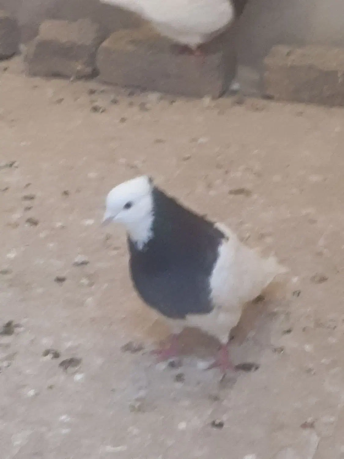 پرشی|پرنده|نیشابور, مازول|دیوار