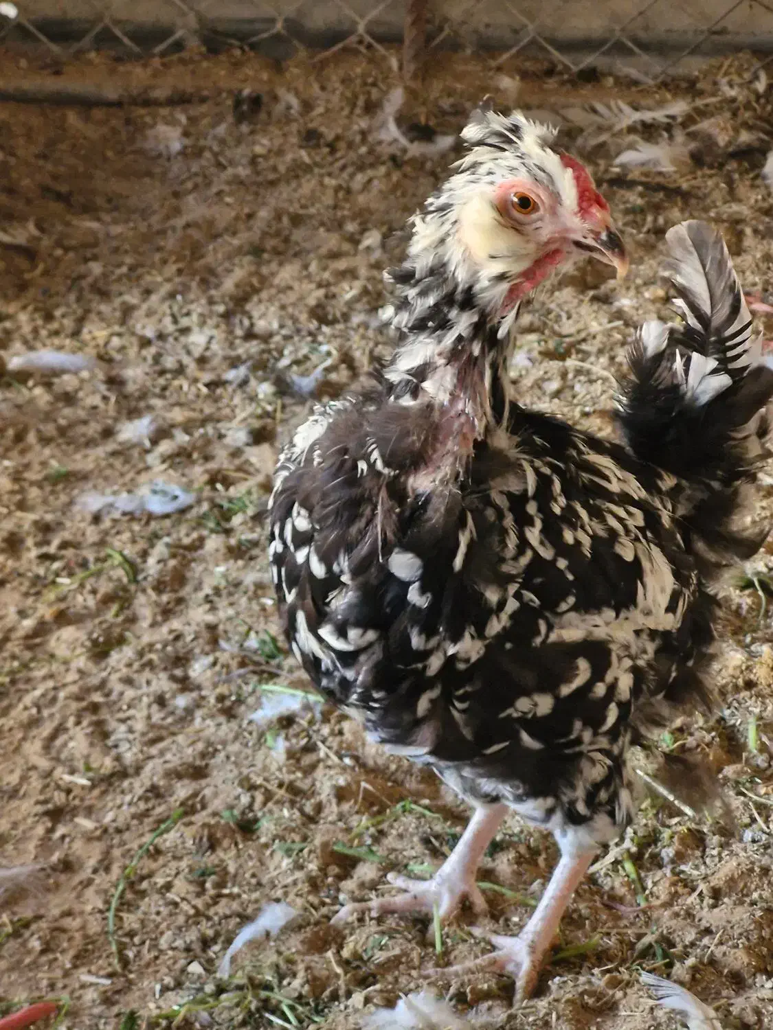 فروش ۳ مرغ و یک خروس گلین|حیوانات مزرعه|بندر ماهشهر, |دیوار