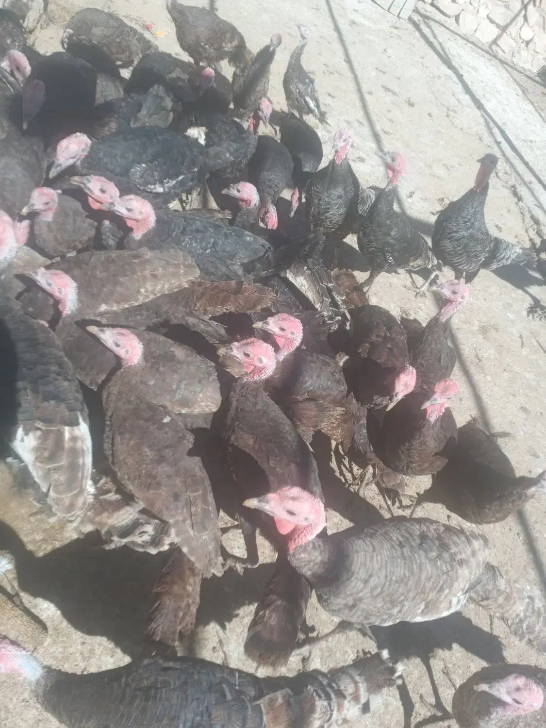 بوقلمون و تعدادی خروس|حیوانات مزرعه|زرنه, |دیوار