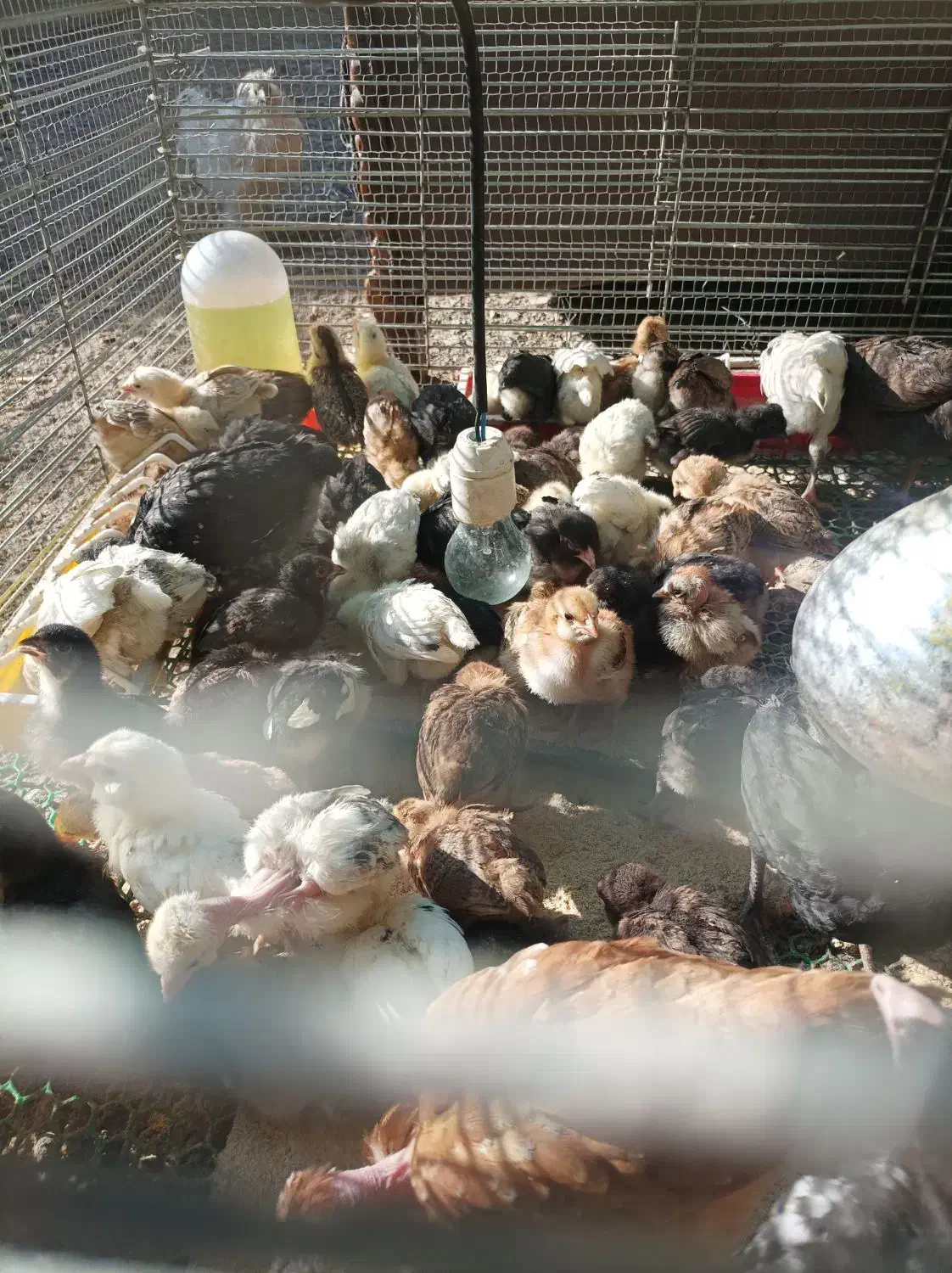 جوجه محلی چهل تاج کاکلی پاپر و گردن لخت|حیوانات مزرعه|شریف‌آباد, |دیوار