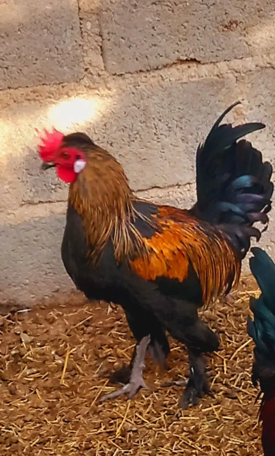 فروش خروس محلی درجه یک خوش رنگ واکسن خورده سر حال|حیوانات مزرعه|علامرودشت, |دیوار