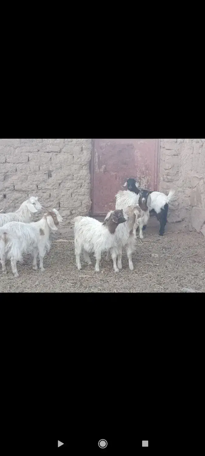 بزغاله دورگ بره ماده موتورلیفان خشک اگهی درست بخون|حیوانات مزرعه|گزیک, |دیوار