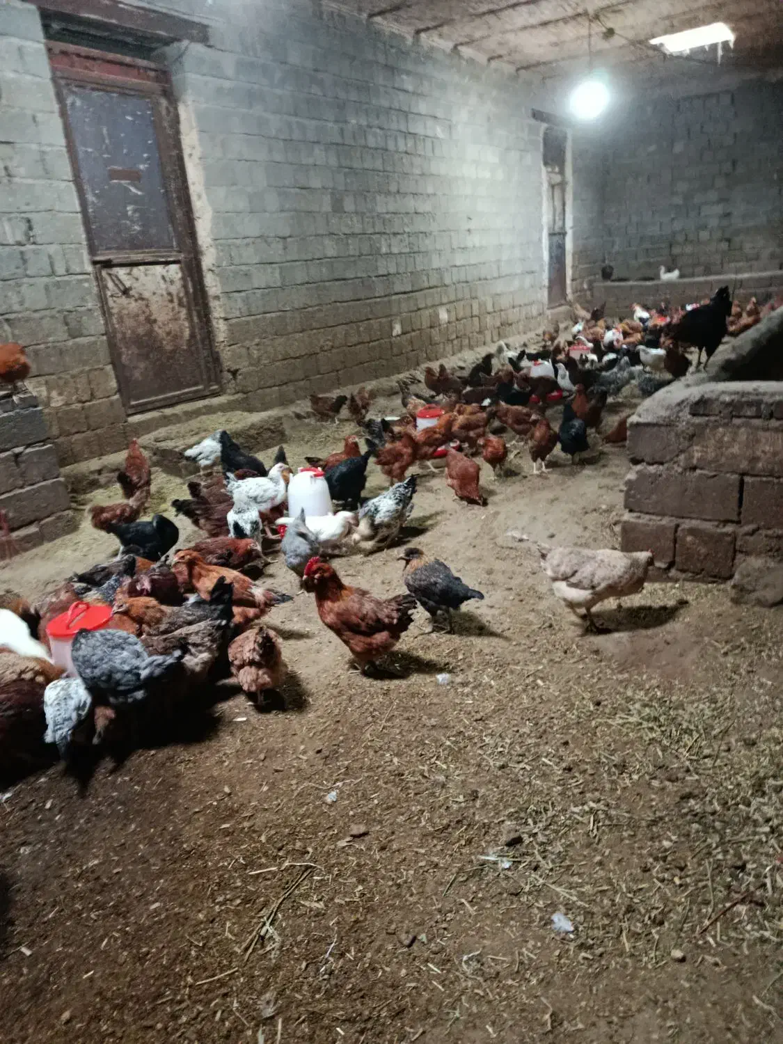 مرغ|حیوانات مزرعه|سقز, |دیوار