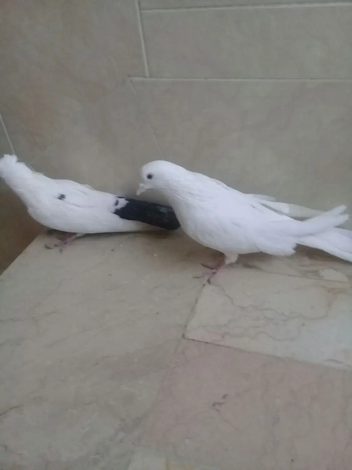 دوتا نر اصفهانی ی سفید بدون غلط و ی سفید دم مشکی|پرنده|خمینی‌شهر, |دیوار