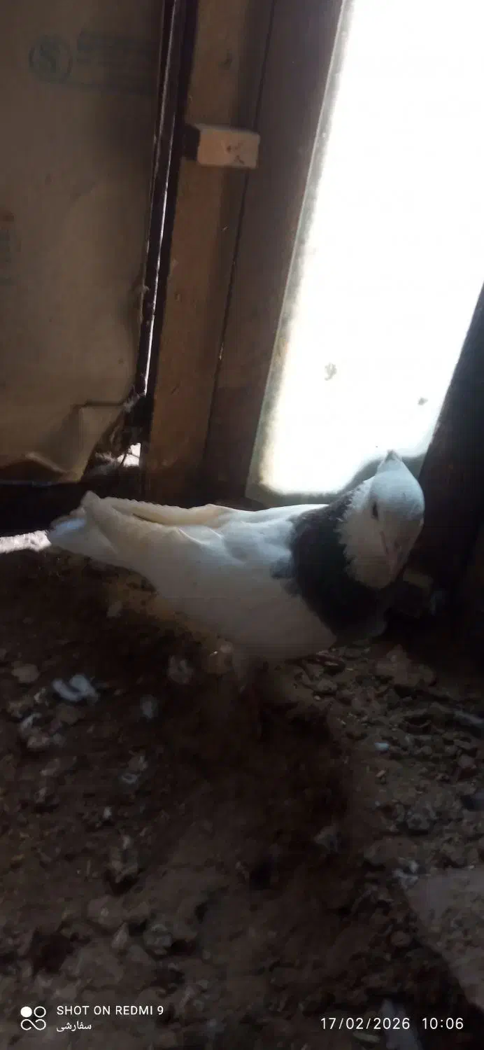 کبوتر|پرنده|مانه, |دیوار