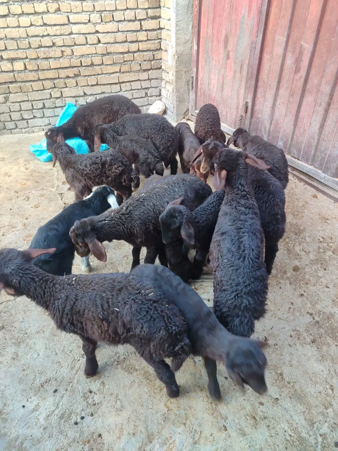 میش و بره قزل افشار|حیوانات مزرعه|زرین دشت (همدان), |دیوار