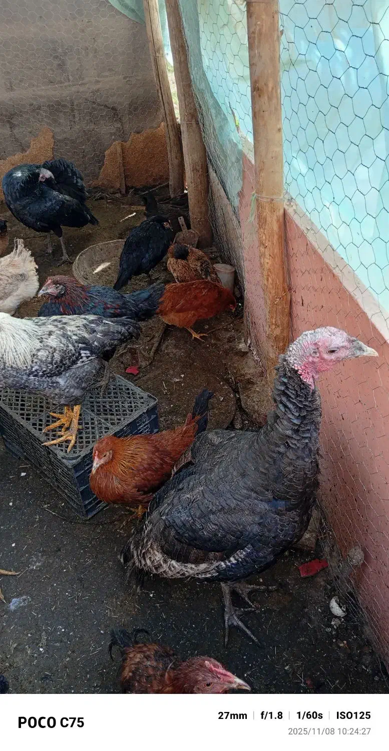 بوقلمون جوان|حیوانات مزرعه|گرمسار, |دیوار