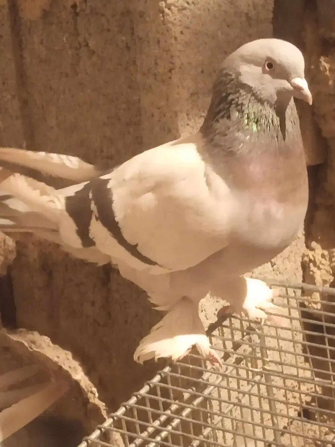 کبوتر سوسنی|پرنده|مرودشت, ثبت احوال|دیوار