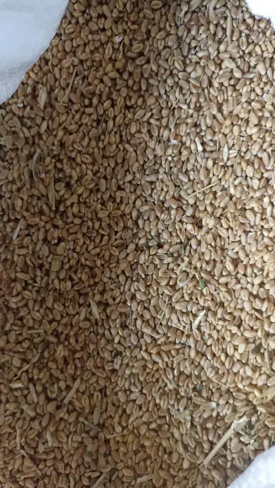 گندم پیشگام|عمده‌فروشی|سنندج, |دیوار