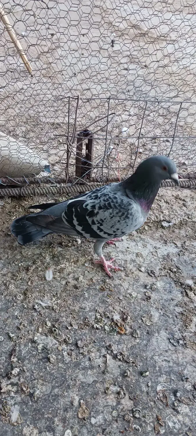 کبوتر پولک|پرنده|فردوس (خراسان), |دیوار