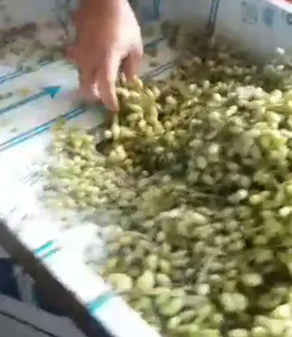 دستگاه آب گوجه گیری دستگاه آبلیمو و آبغوره گیری|فروشگاه و مغازه|شیراز, احمدی جنوبی|دیوار