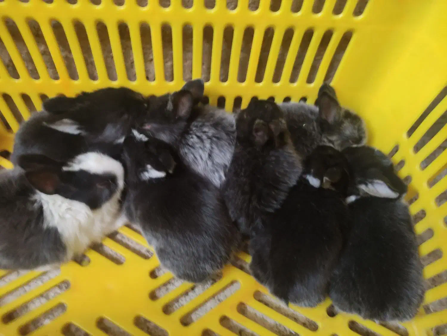 حراج خرگوش خانگی|موش و خرگوش|مهاباد (آذربایجان غربی), |دیوار