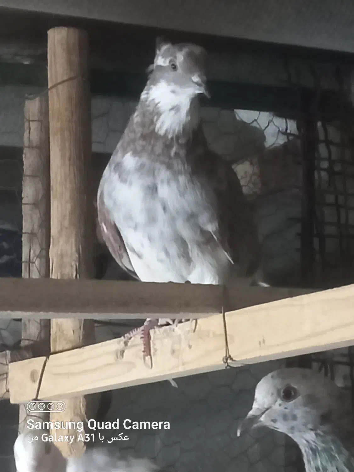 کفتر خوب|پرنده|تهران, سجاد|دیوار