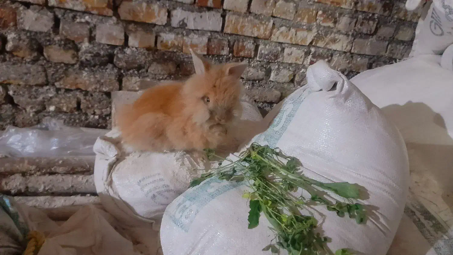 خرگوش لوپ طلایی جفت|موش و خرگوش|خواف, |دیوار