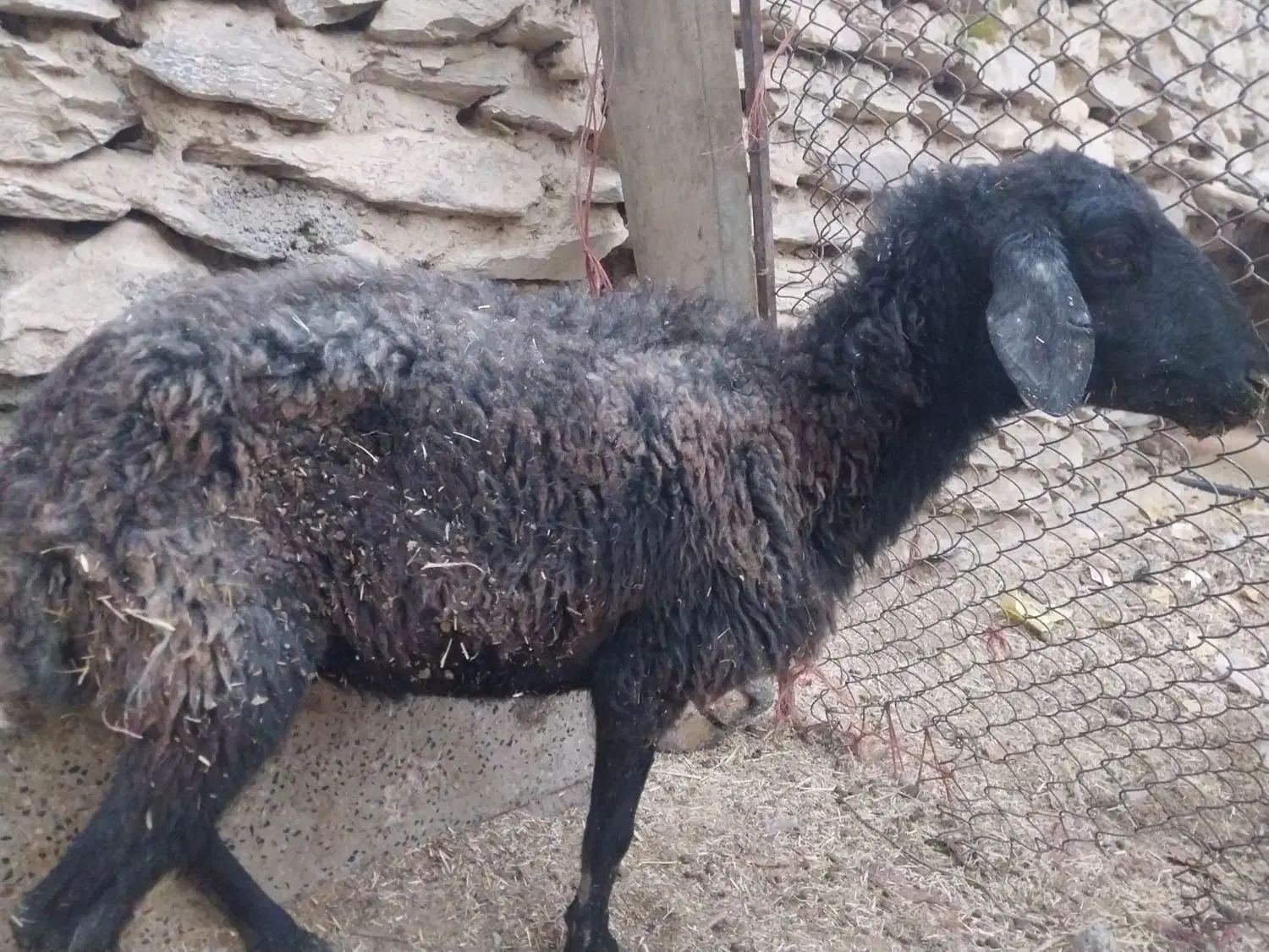 میش لاغز|حیوانات مزرعه|اراک, |دیوار