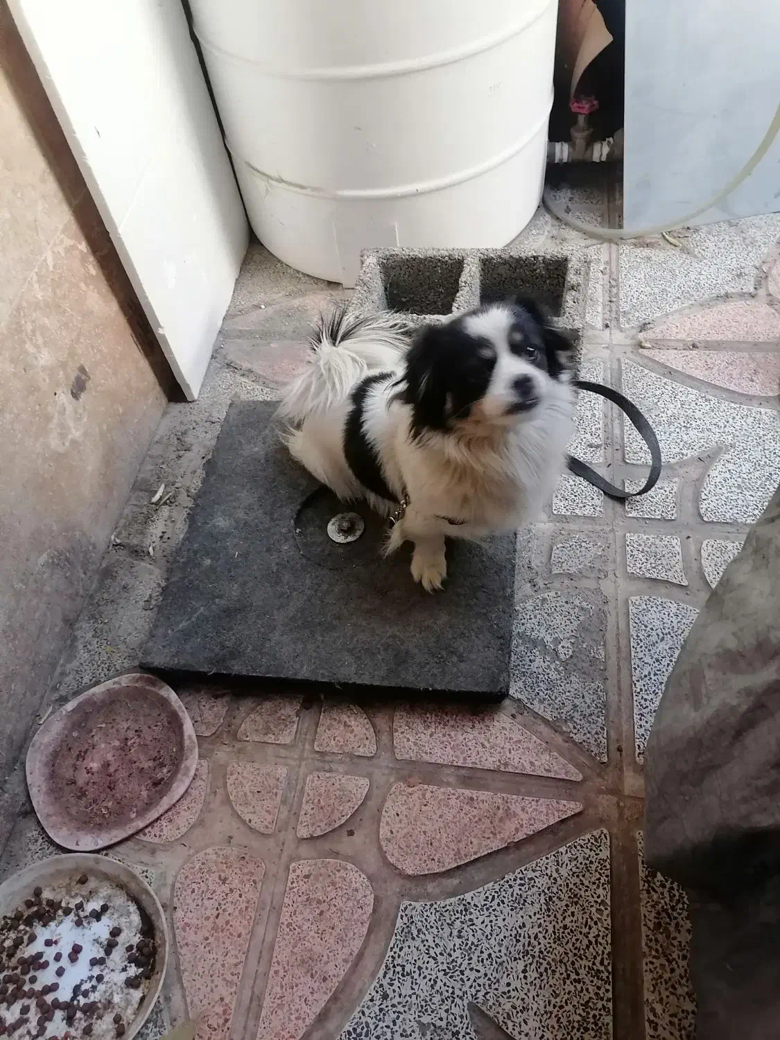 سگ پاکوتاه تربیت شده فروشی|سگ|هشتگرد, هشتگرد قدیم|دیوار