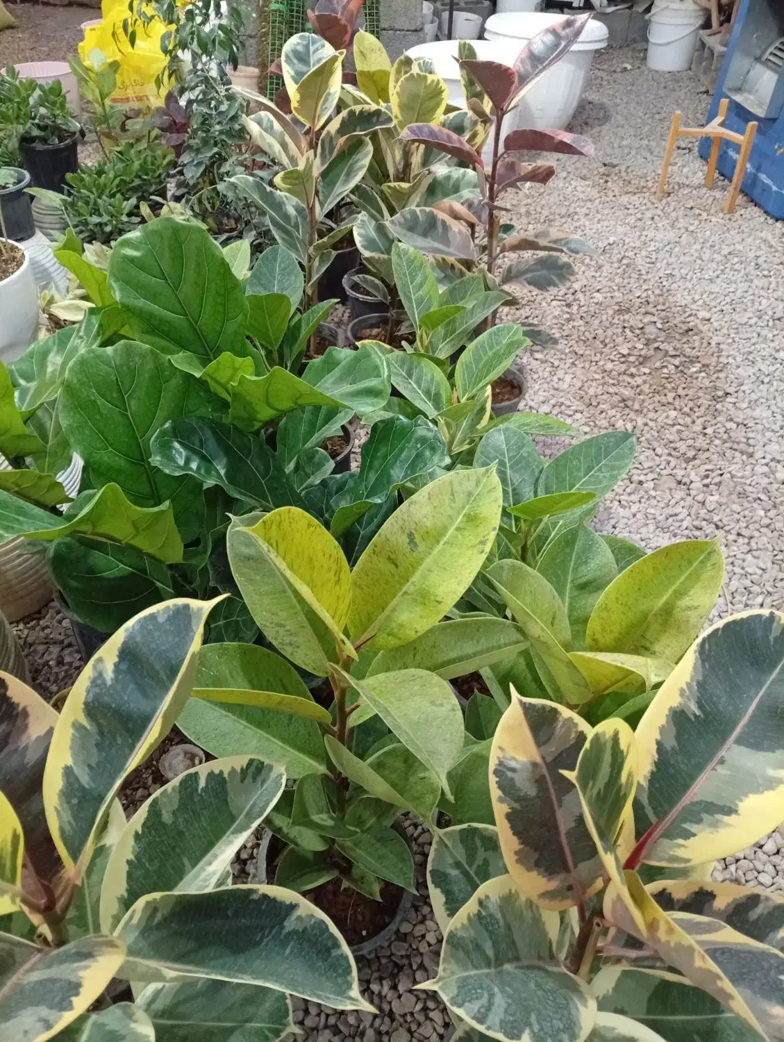 گل،گلدان،حراج|گل و گیاه طبیعی|مرودشت, فاز دوم شهرک فرهنگیان|دیوار