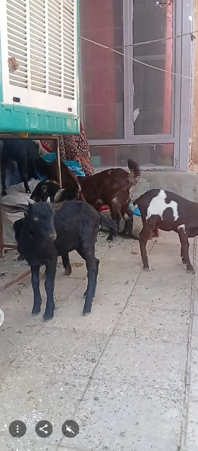 فروش هشت راس کهره دو رگ سانن با کیفیت|حیوانات مزرعه|اقلید, |دیوار