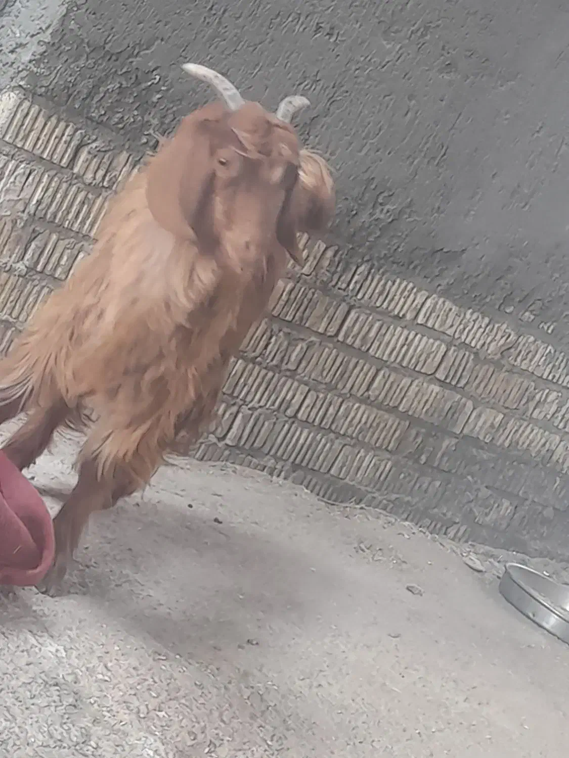 کهره ترکی مودار ذات ملکه|حیوانات مزرعه|جنت, |دیوار