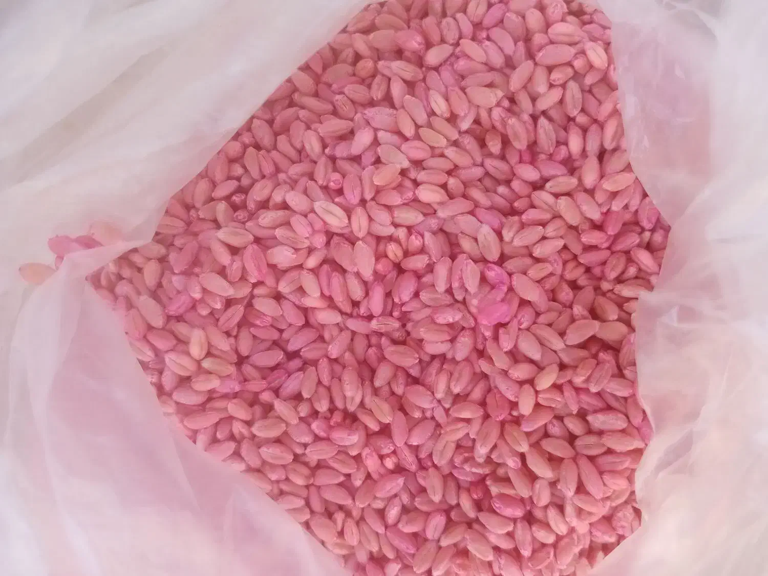 گندم میهن|خدمات باغبانی و درختکاری|بوکان, |دیوار