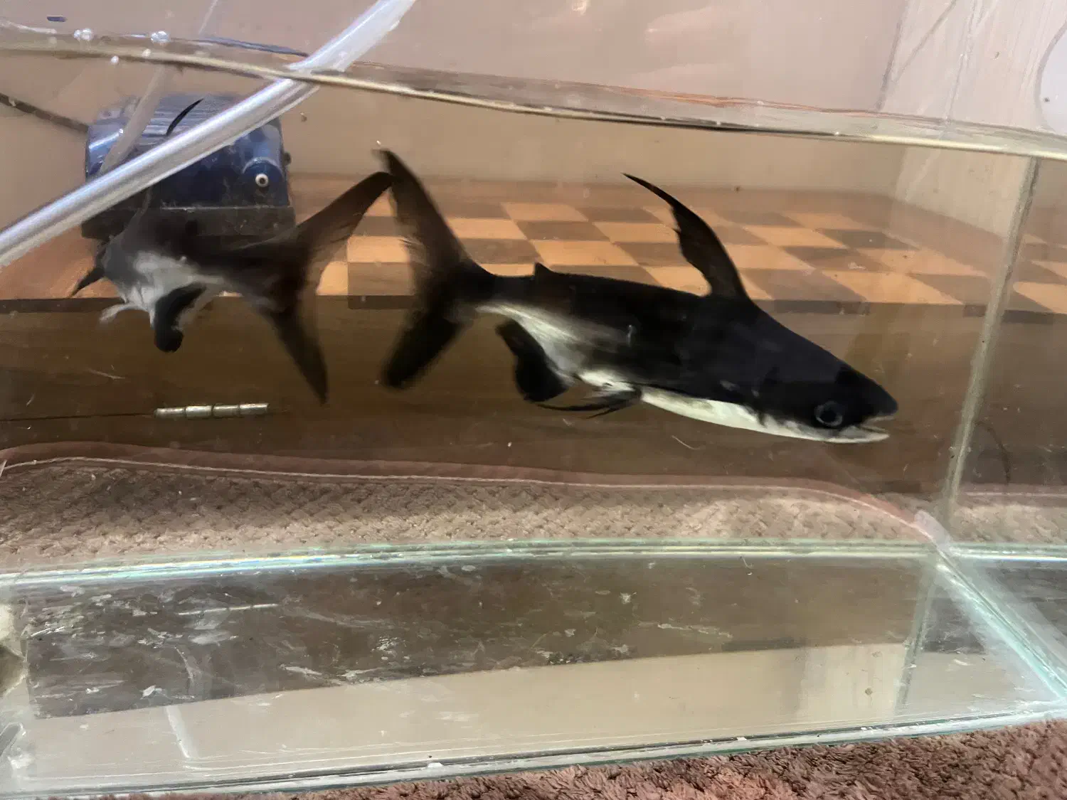 ماهی|ماهی|کرج, گلشهر|دیوار