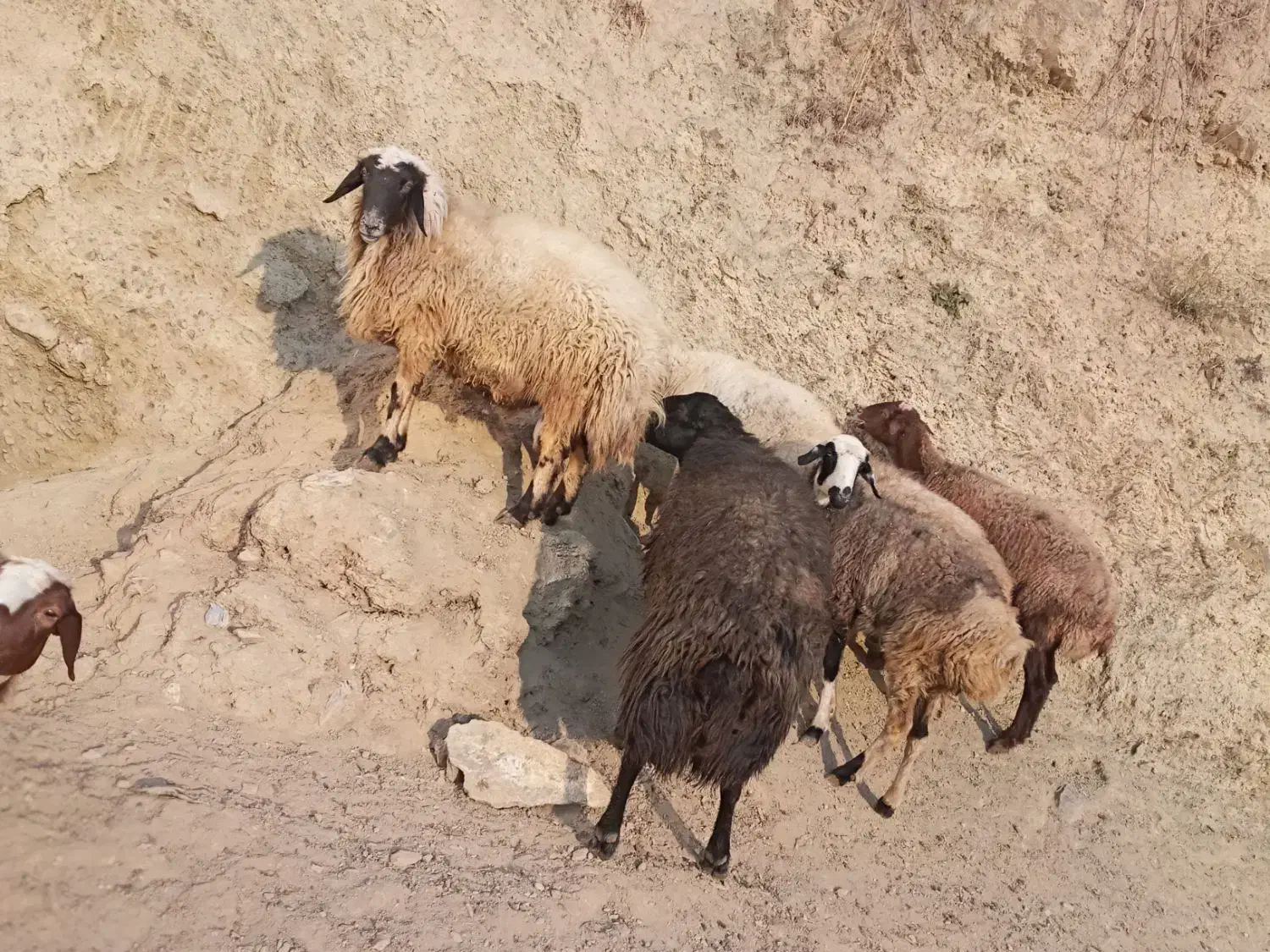 ۵ راس گوسفند شیره دار و ۲ راس بران زیبا|حیوانات مزرعه|مریوان, |دیوار