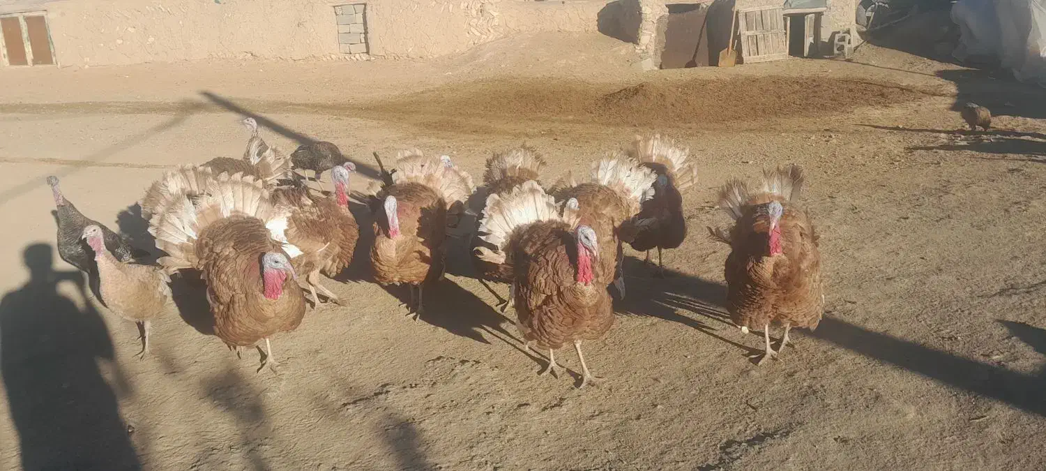 بوقلمون|حیوانات مزرعه|دیواندره, |دیوار