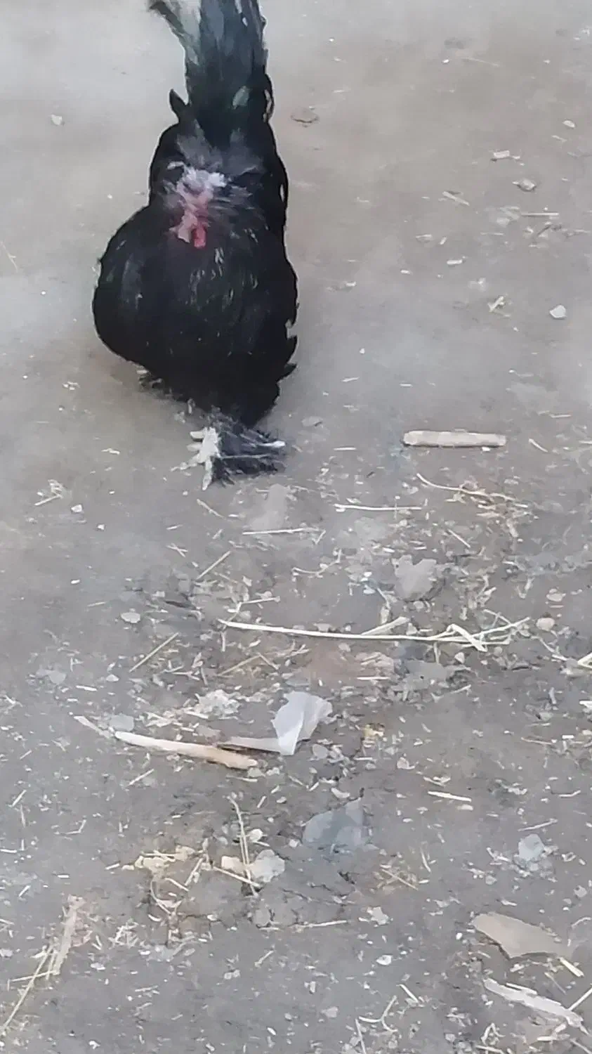 خروس|حیوانات مزرعه|جوکار, |دیوار