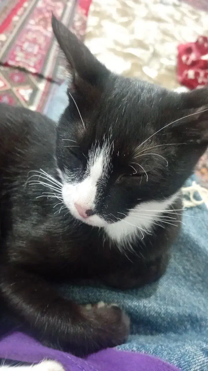 گربه تاکسیدو سفید مشکی|گربه|قائم‌شهر, |دیوار