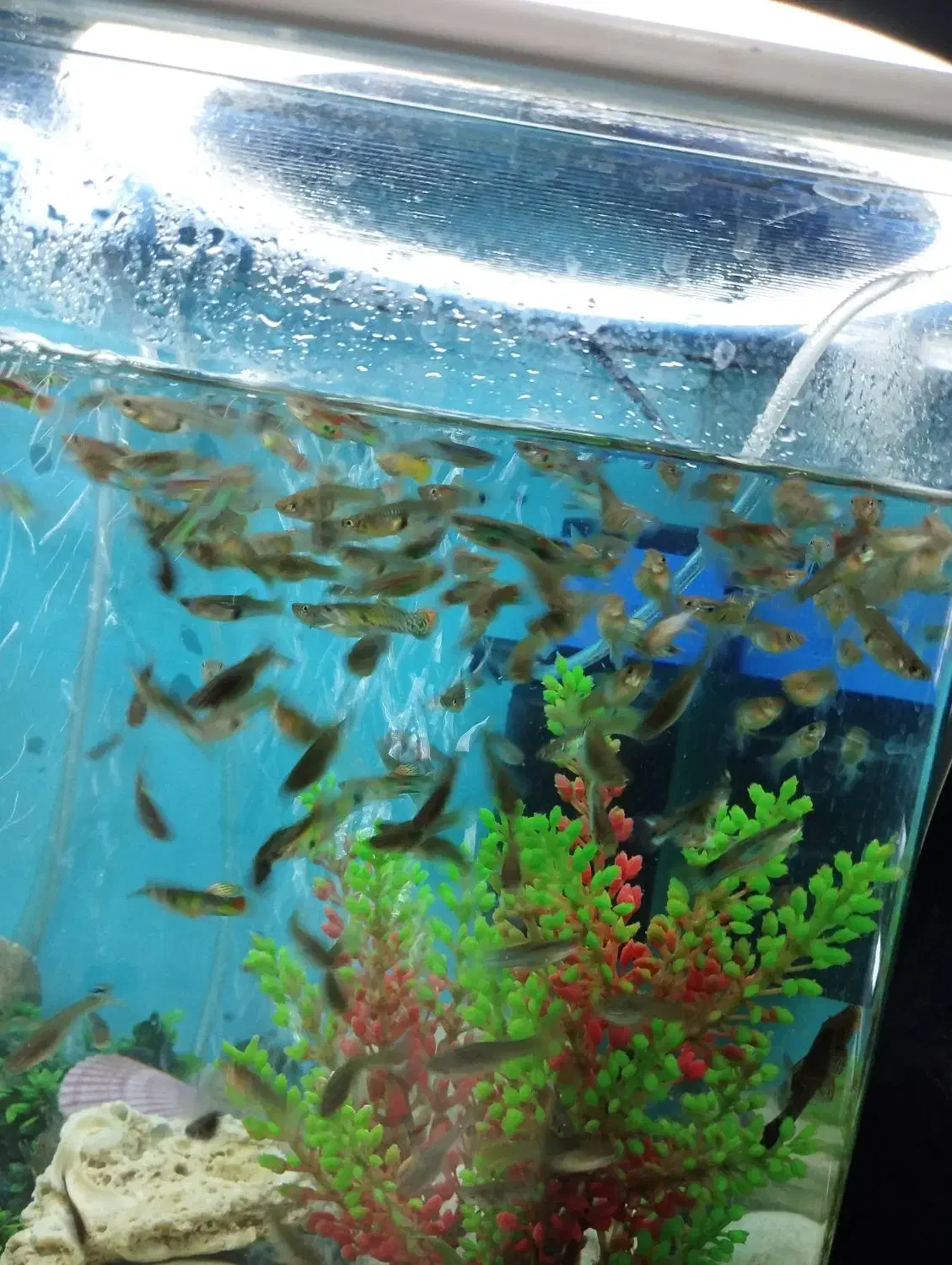 ماهی گوپی کوپی دونه ای 10 تومن|ماهی|اصفهان, دوطفلان|دیوار