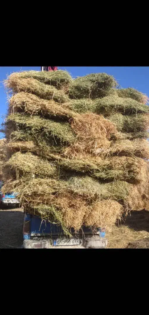 یونجه خالص چین اول و دوم سبز وخشک|حیوانات مزرعه|مشگین شهر, |دیوار