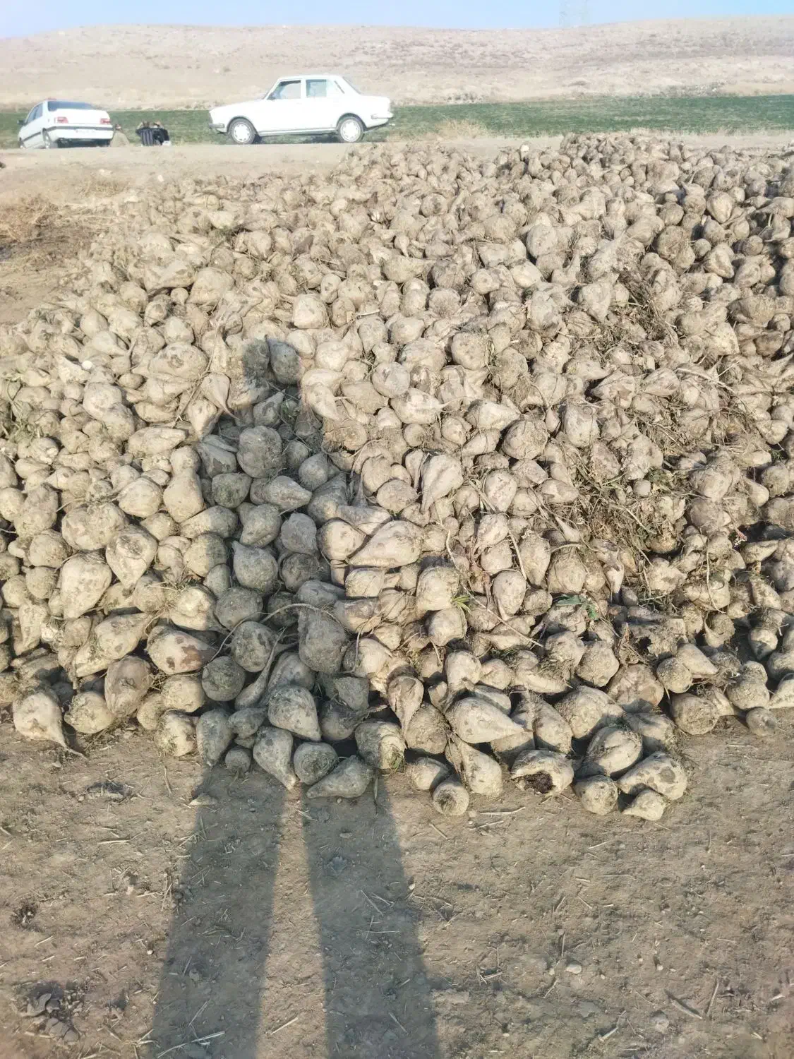 چغندر حیوانی|لوازم جانبی حیوانات|مراغه, |دیوار