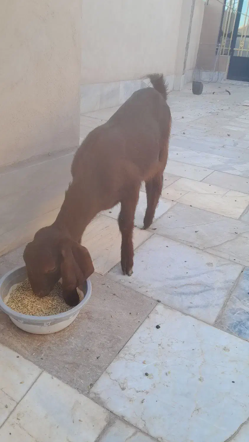 کره پاکستانی|حیوانات مزرعه|کرمان, |دیوار