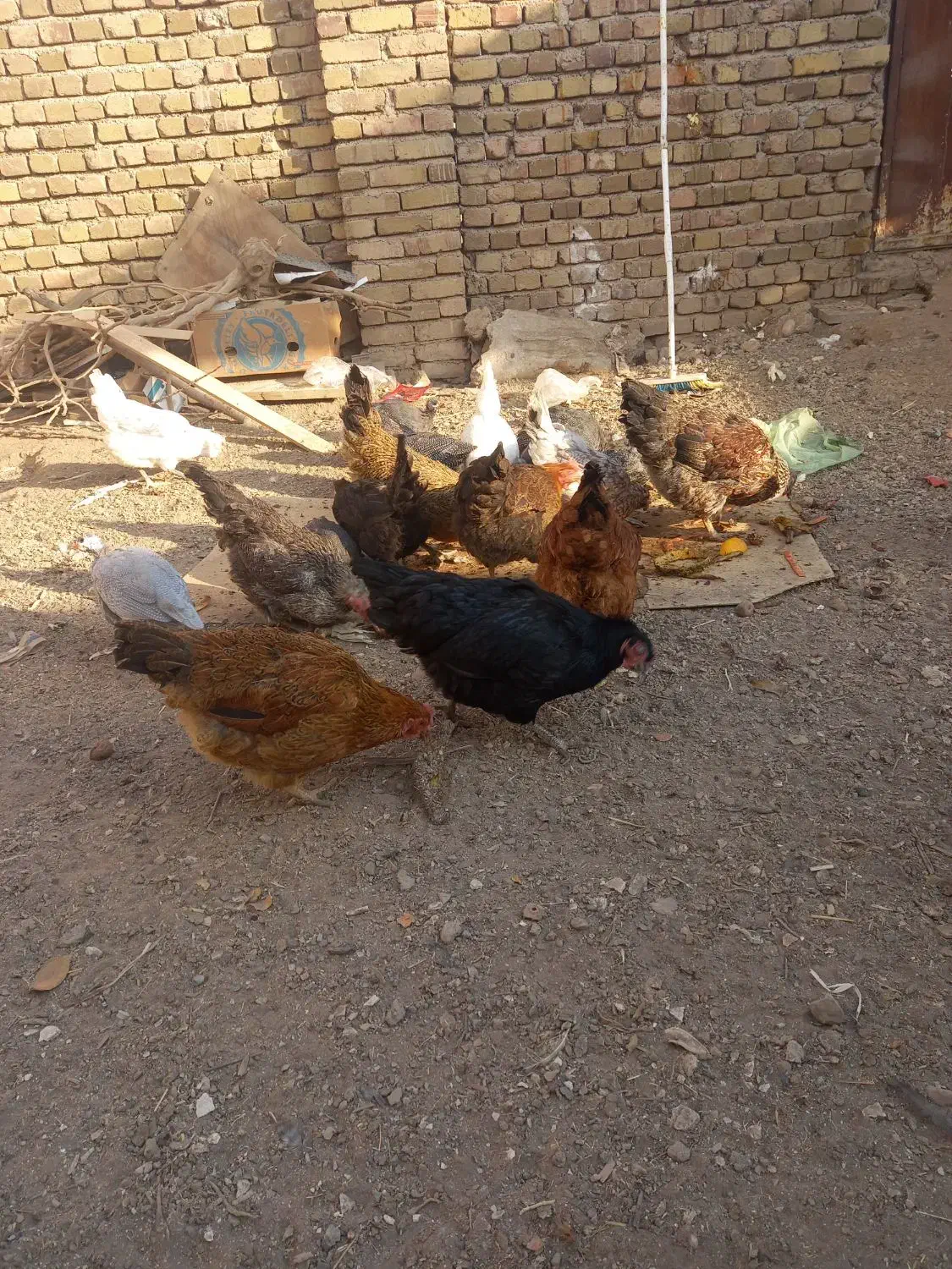 مرغ محلی|حیوانات مزرعه|الوند, |دیوار