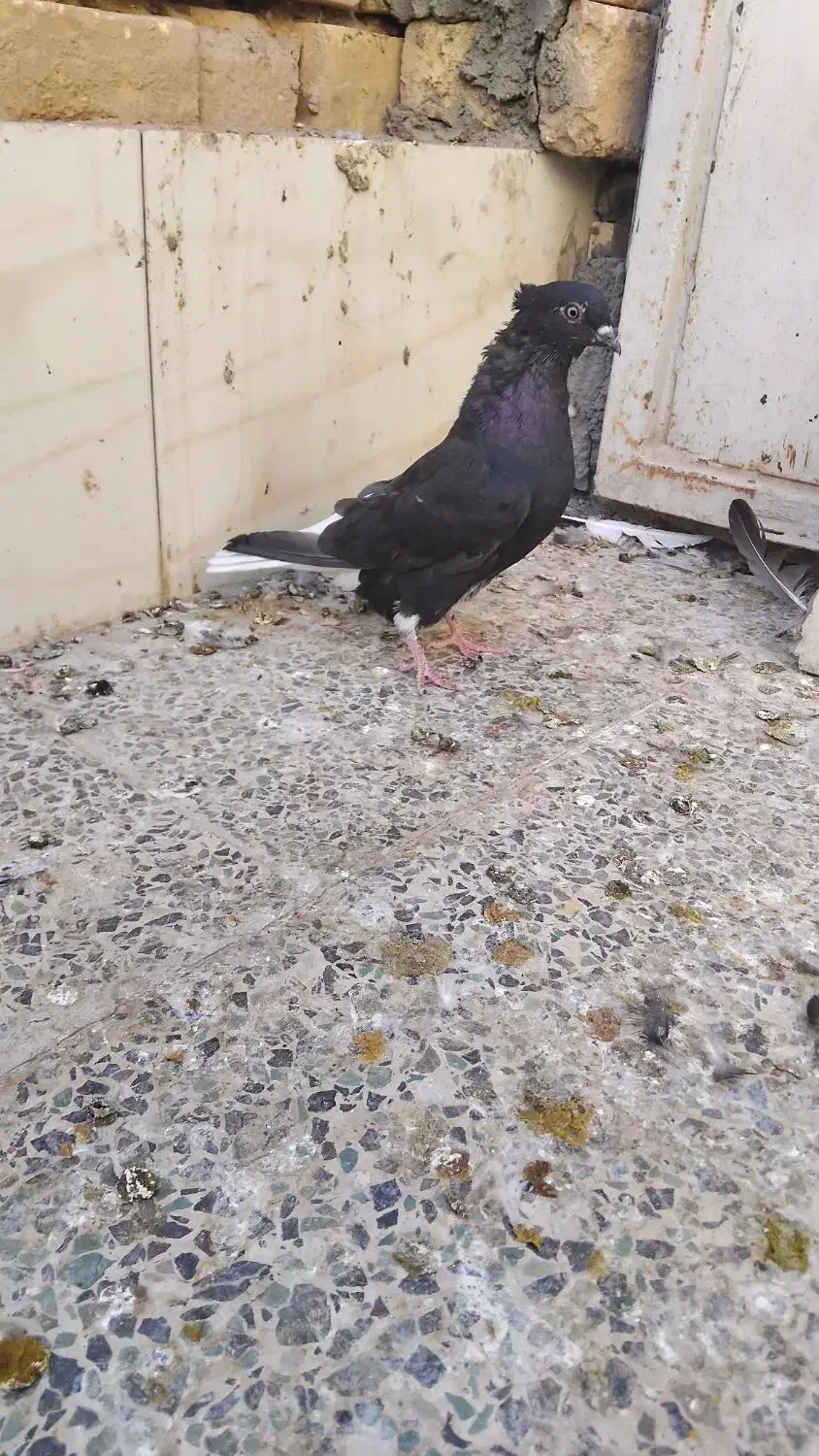 کفتر ماده سیاه دم سفید|پرنده|نجفآباد, یزدانشهر|دیوار