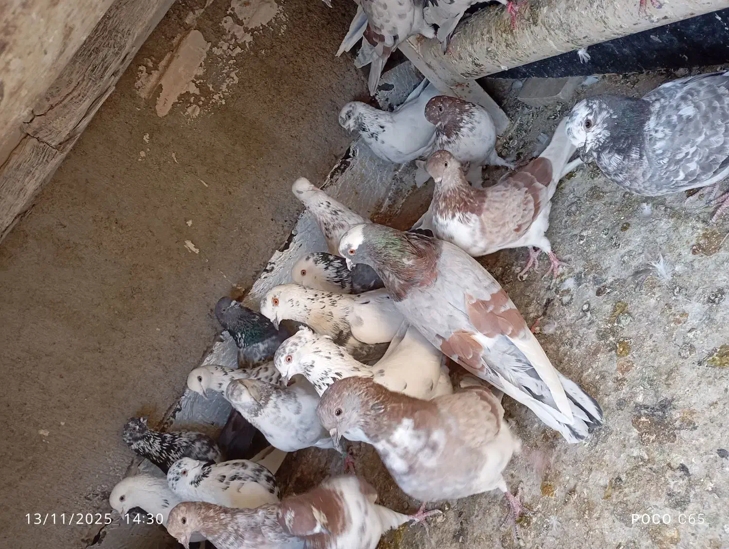 کفتر پرشی|پرنده|محمدشهر, محمدشهر|دیوار