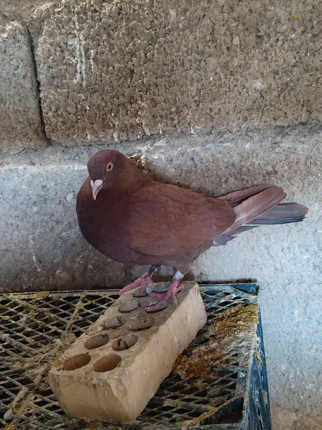 کبوتر|پرنده|بهبهان, |دیوار