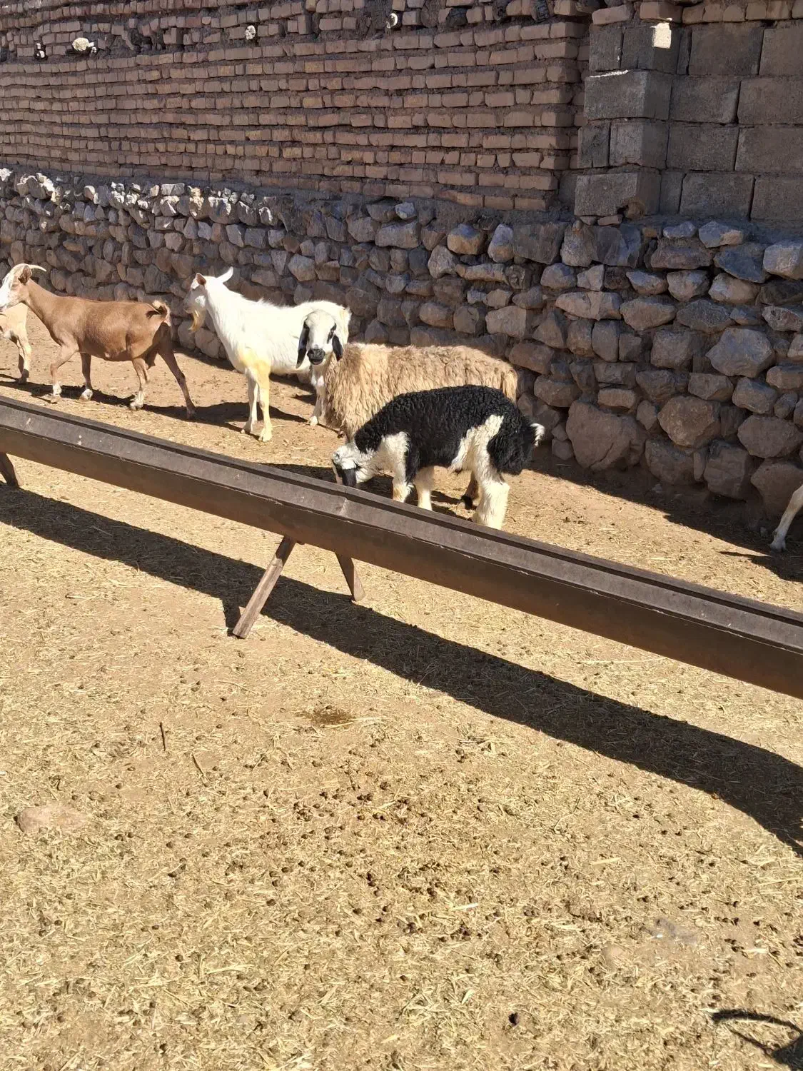 ارسنجان|حیوانات مزرعه|حنا, |دیوار