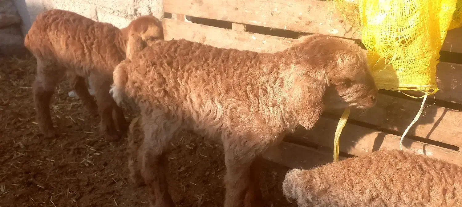 بره|حیوانات مزرعه|مشگین شهر, |دیوار