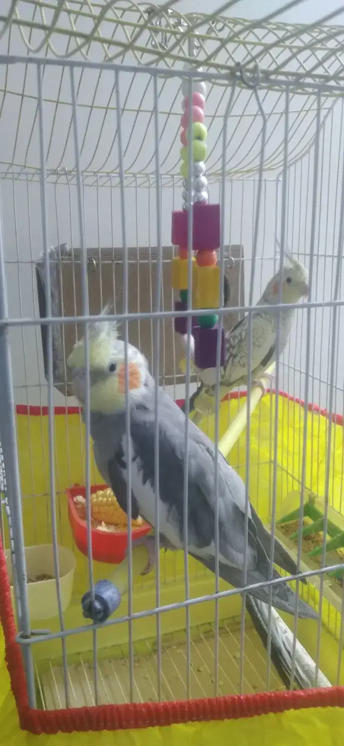 عروس هلندی یک جفت|پرنده|تهران, دولاب|دیوار