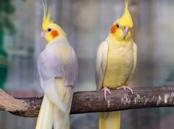 یک جفت عروس هلندی با تخم|پرنده|سراب, |دیوار