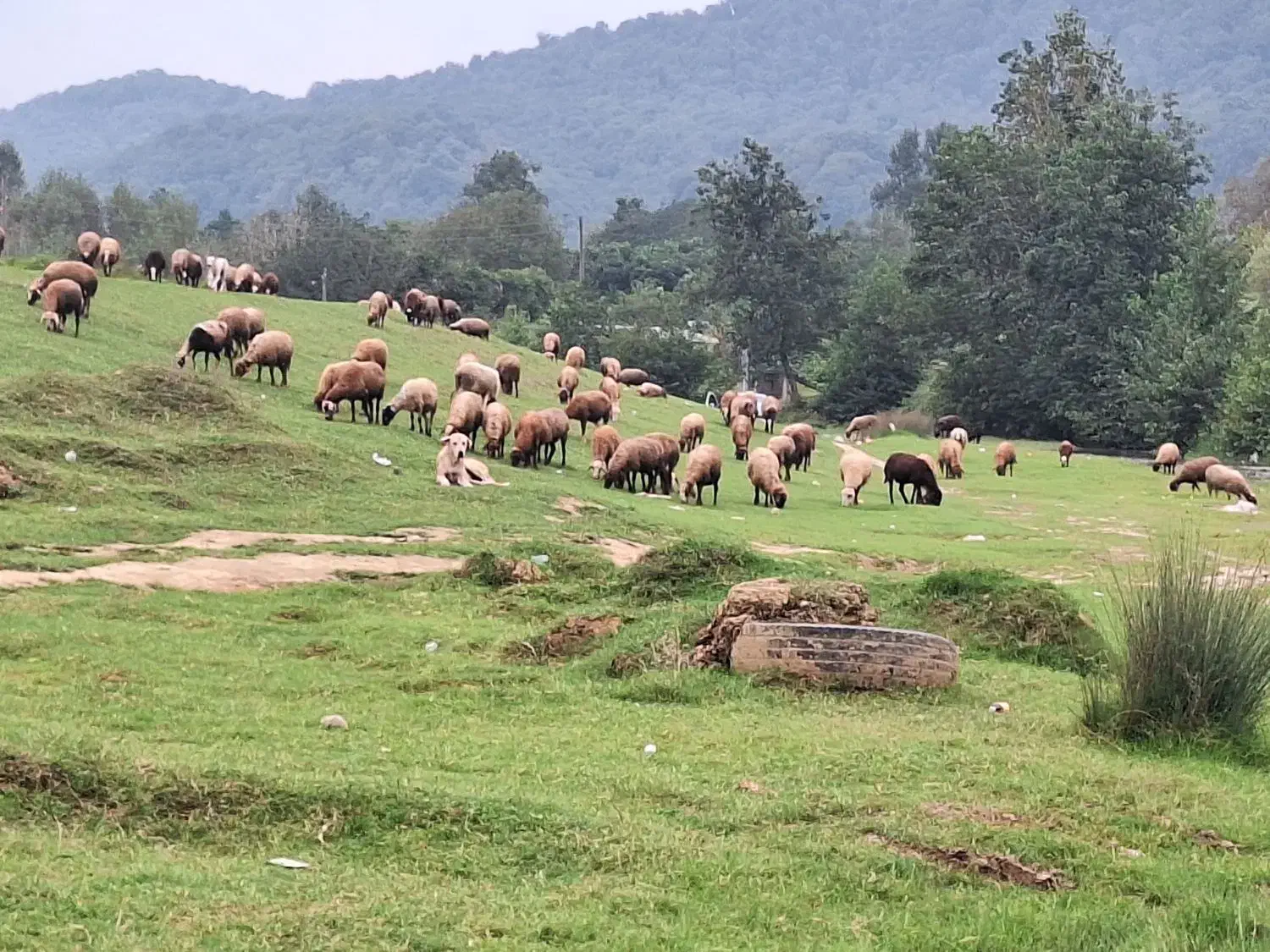 برنج طارم شمال|خوردنی و آشامیدنی|بوشهر, |دیوار