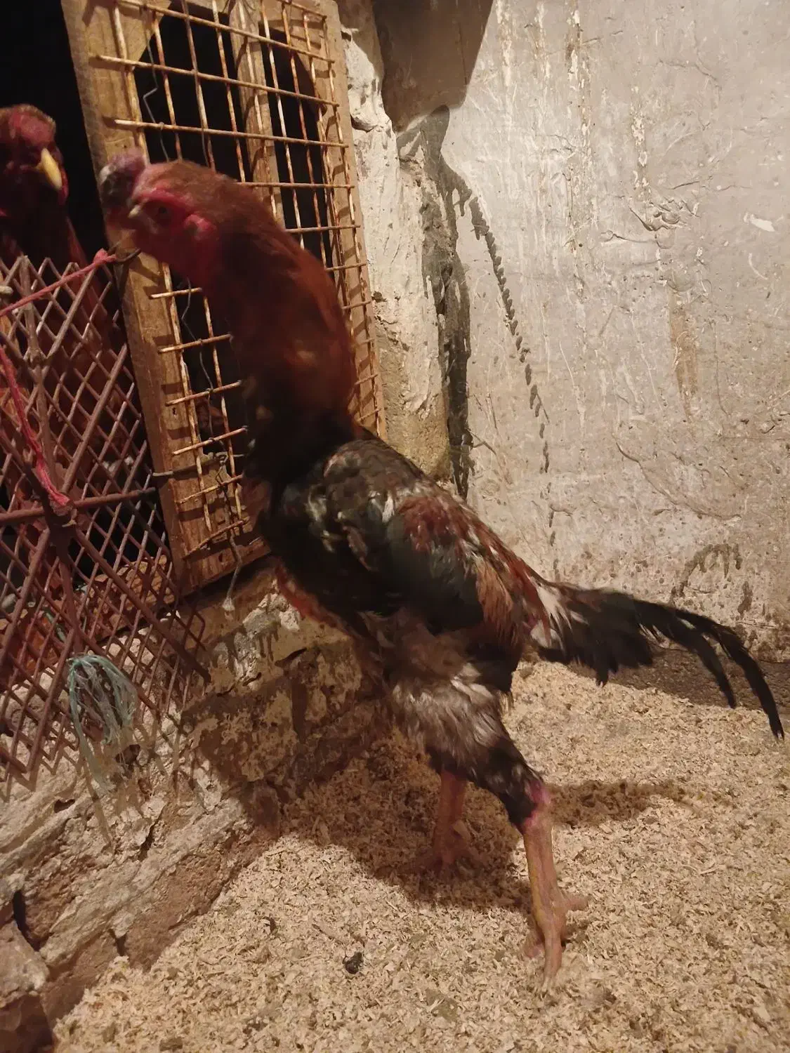 لاری هندی|حیوانات مزرعه|تهران, دانشگاه شریف|دیوار