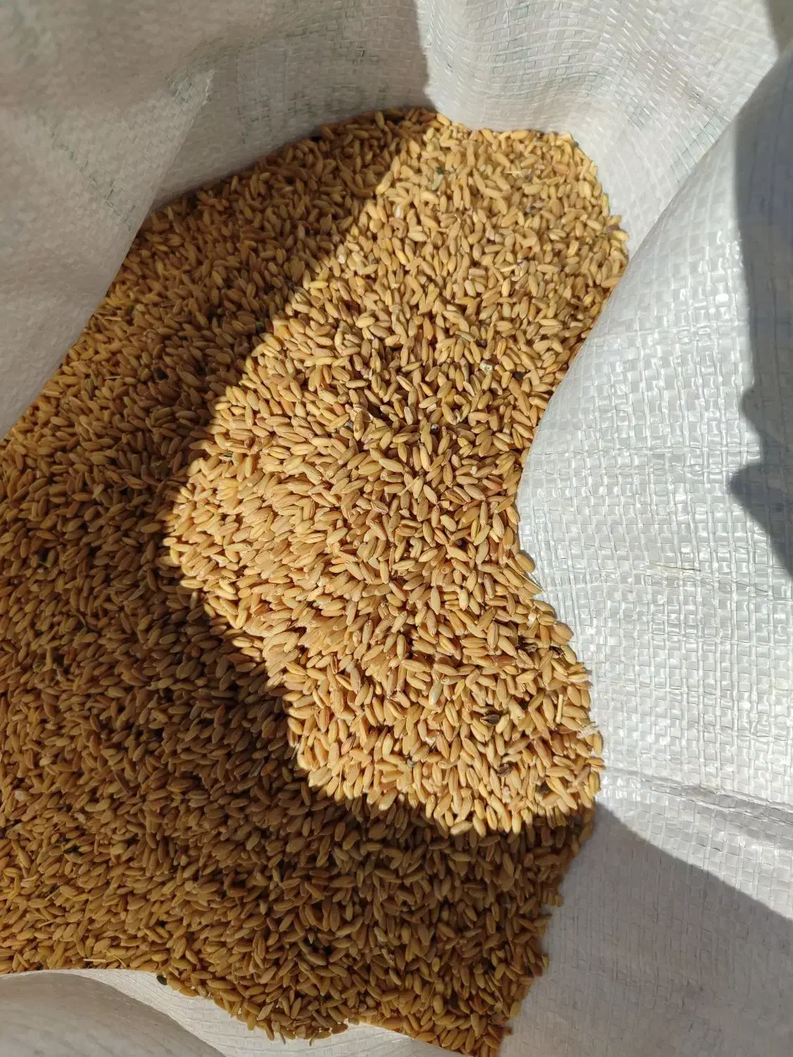 گندم بذر|خدمات باغبانی و درختکاری|سراجو, |دیوار