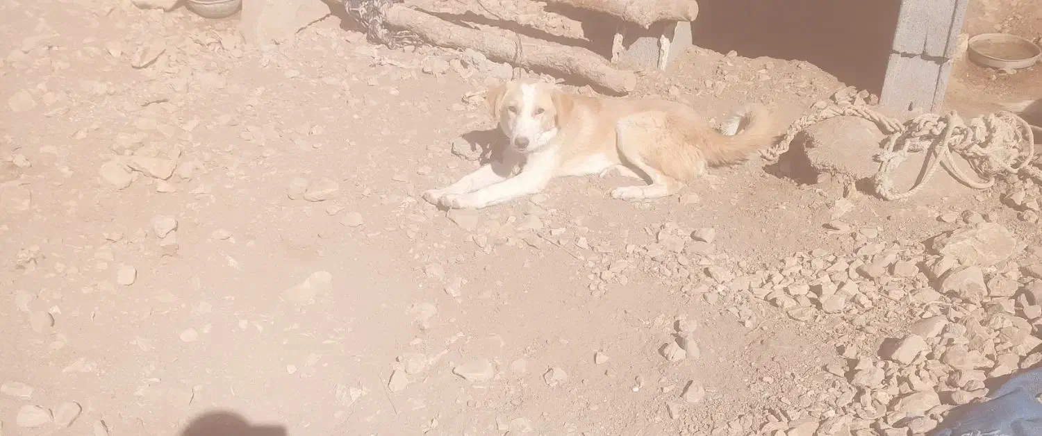 ۳ عدد سگ ماده.بایک عدد سگ نر دوتاش واگذاری هستن|سگ|چیتاب, |دیوار