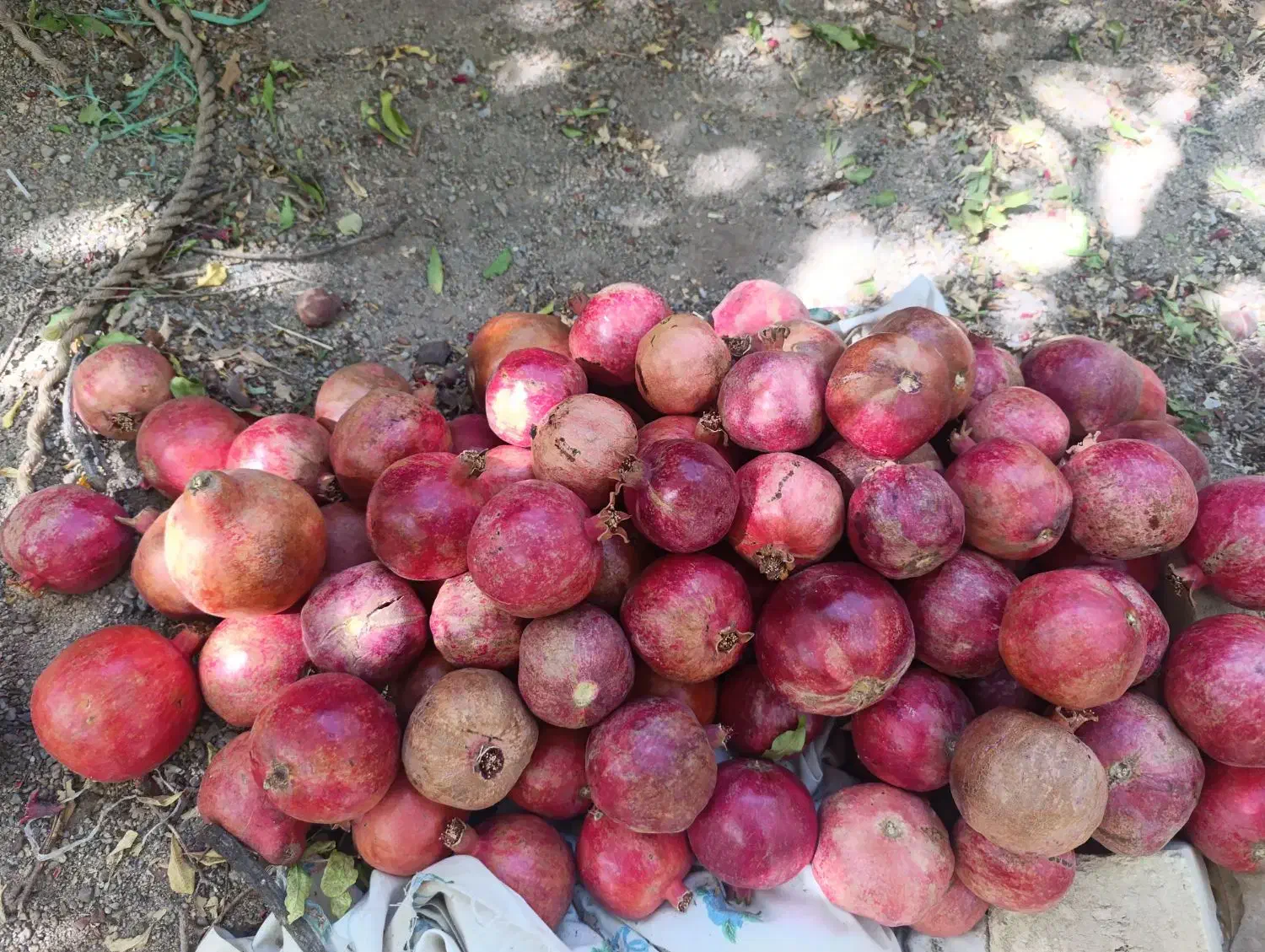 انار میخوش|عمدهفروشی|مهریز, |دیوار