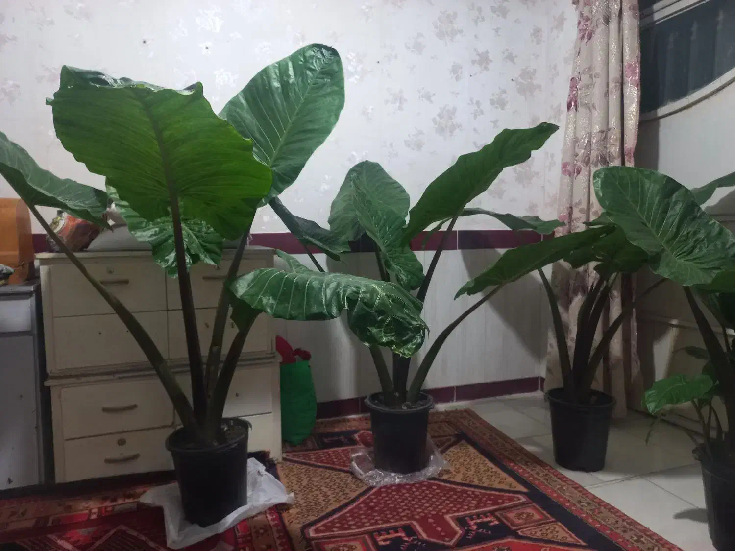 گل بابا آدم|گل و گیاه طبیعی|اردبیل, |دیوار
