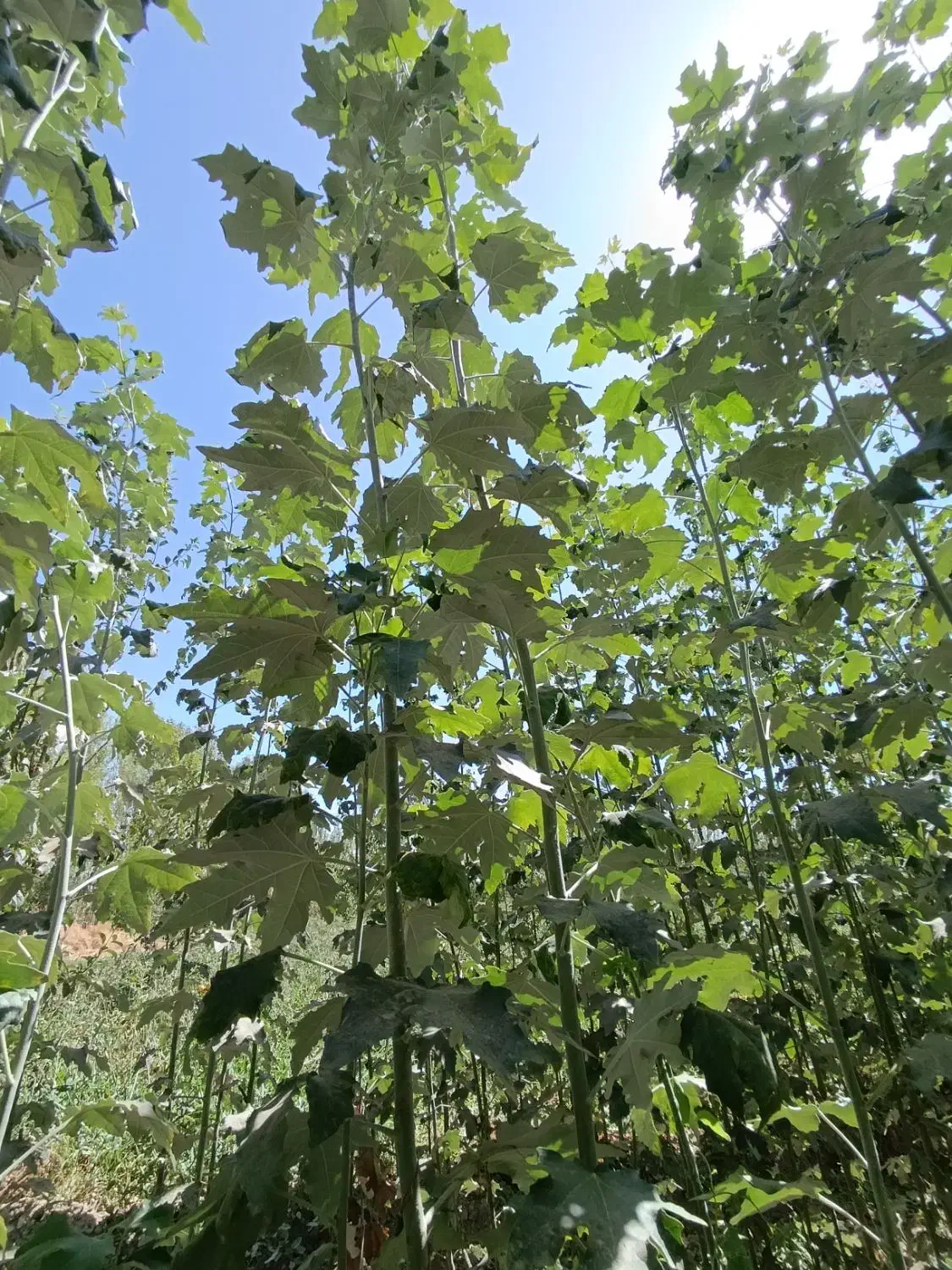 قلمه|گل و گیاه طبیعی|میاندوآب, |دیوار