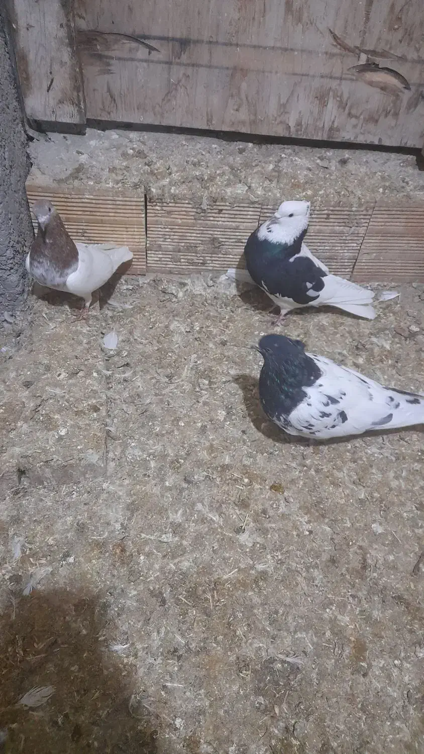 کبوتر کله رنگی و دم رنگی|پرنده|جلفا, |دیوار