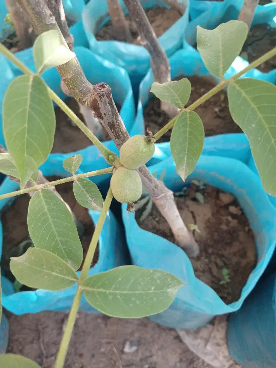 نهال گردو دیرگل تضمین مقاومت به سرما و باردهی بالا|خدمات باغبانی و درختکاری|میاندوآب, |دیوار